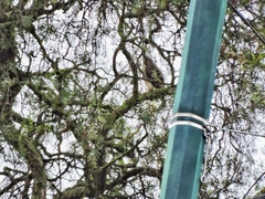 Buteo platypterus