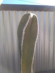 Lophocereus