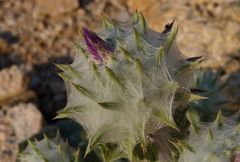 Cousinia outichaschensis