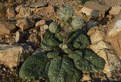 Cousinia outichaschensis