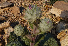 Cousinia outichaschensis