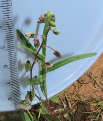 Polygala sphenoptera