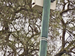 Buteo platypterus