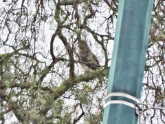 Buteo platypterus