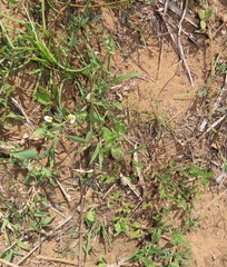 Polygala sphenoptera