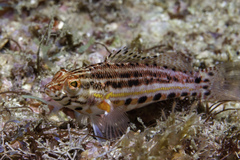 Serranus baldwini