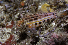 Serranus baldwini