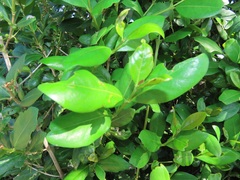 Tricalysia sonderiana