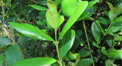 Tricalysia sonderiana