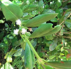 Tricalysia sonderiana