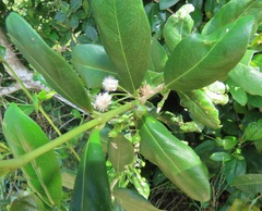Tricalysia sonderiana