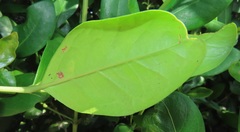 Tricalysia sonderiana
