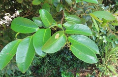 Artabotrys monteiroae