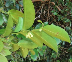 Artabotrys monteiroae