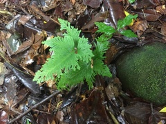 Selaginella anceps