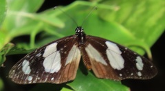 Amauris ochlea ochlea