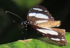 Amauris ochlea ochlea