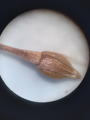 Image of Rhynchospora careyana by (c) Scott Ward, some rights reserved (CC BY)