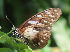 Graphium leonidas leonidas