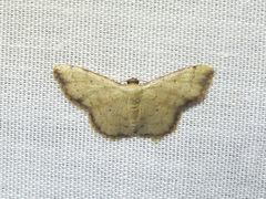 Idaea craspedota