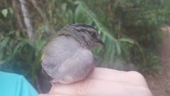 Arremonops chloronotus