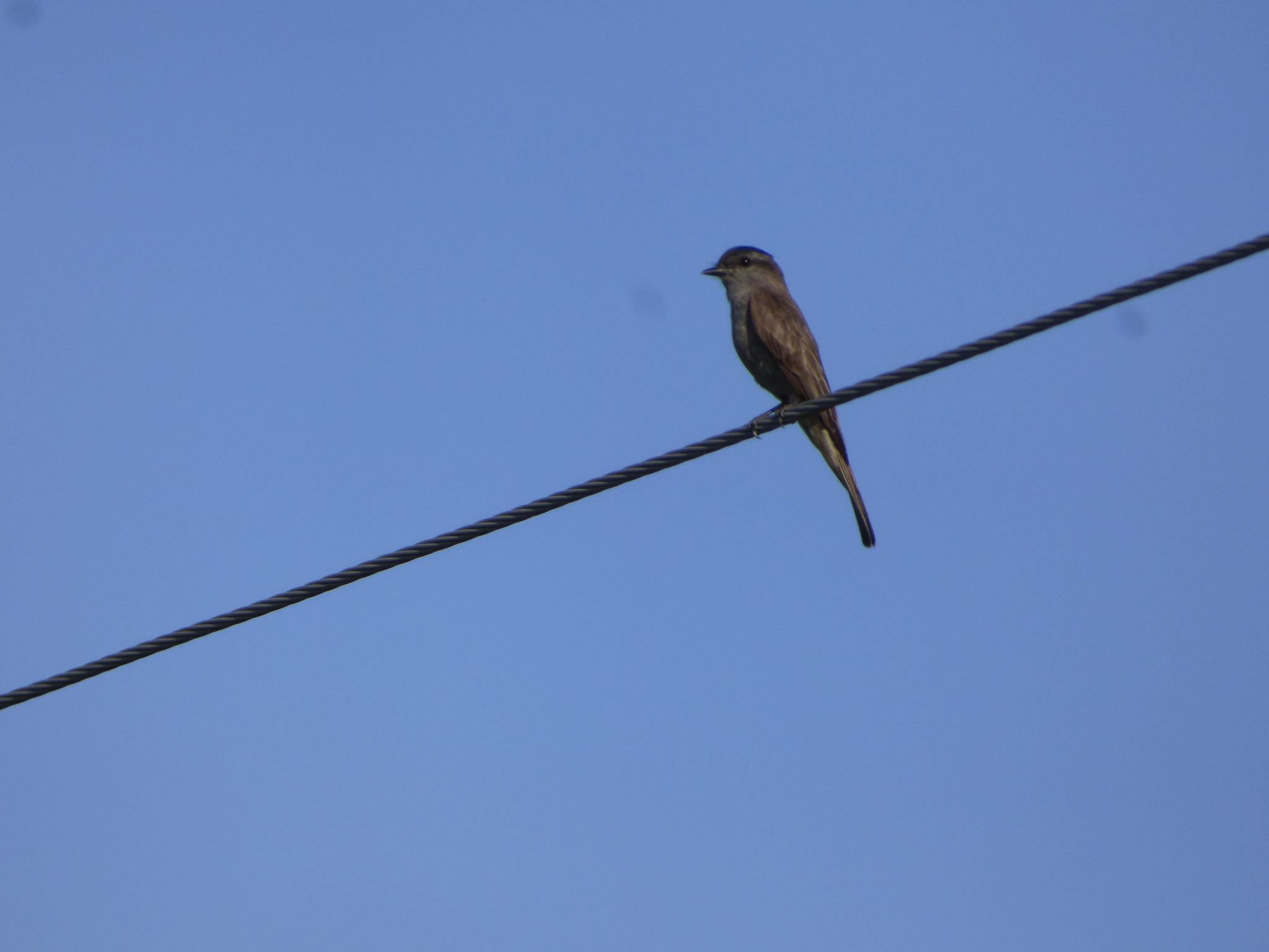 Crowned Slaty Flycatcher (Empidonomus aurantioatrocristatus)
