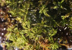 Tortella humilis