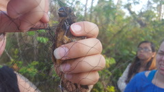 Cyanoloxia cyanoides