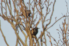 Sturnus vulgaris