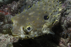 Chilomycterus spinosus