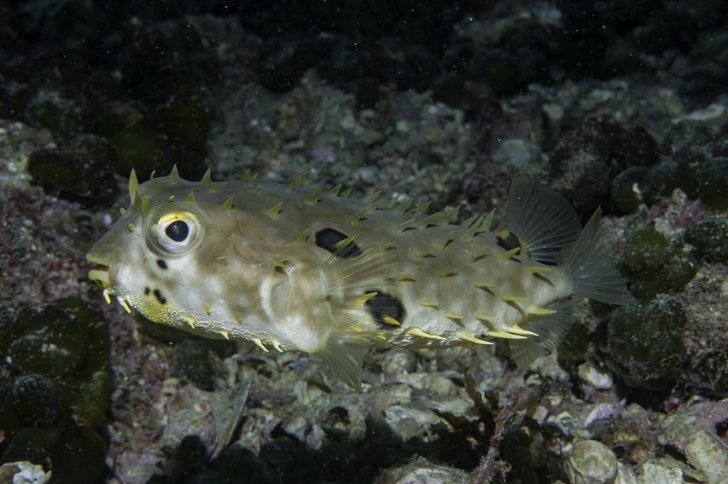 Striped Burrfish