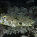 Brown Burrfish - Photo (c) Bernard Picton, some rights reserved (CC BY), uploaded by Bernard Picton