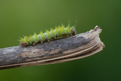 Ormiscodes amphimone