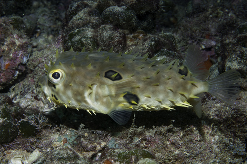 Brown Burrfish (chilomycterus Spinosus) · Inaturalist