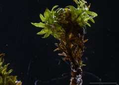 Tortella humilis