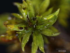 Tortella humilis