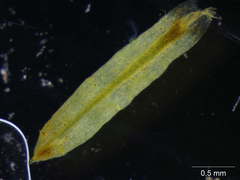 Tortella humilis