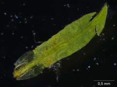 Tortella humilis