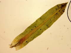 Tortella humilis