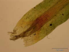 Tortella humilis