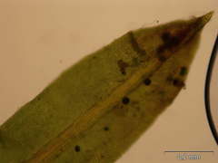 Tortella humilis