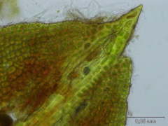Tortella humilis