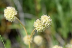 Valerianella coronata