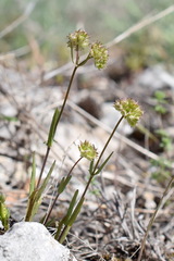 Valerianella coronata