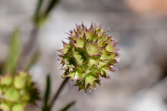 Valerianella coronata
