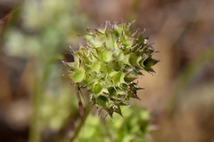Valerianella coronata
