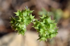 Valerianella coronata