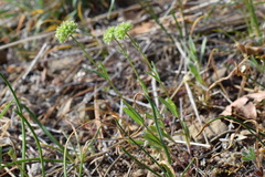Valerianella coronata