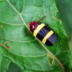 Sphenorhina