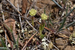 Valerianella coronata